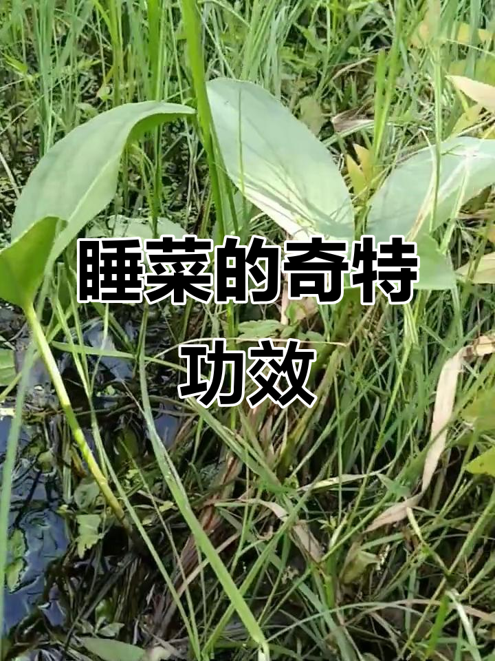 睡菜:古人称其为“醉草”,竟有这些神奇作用!
