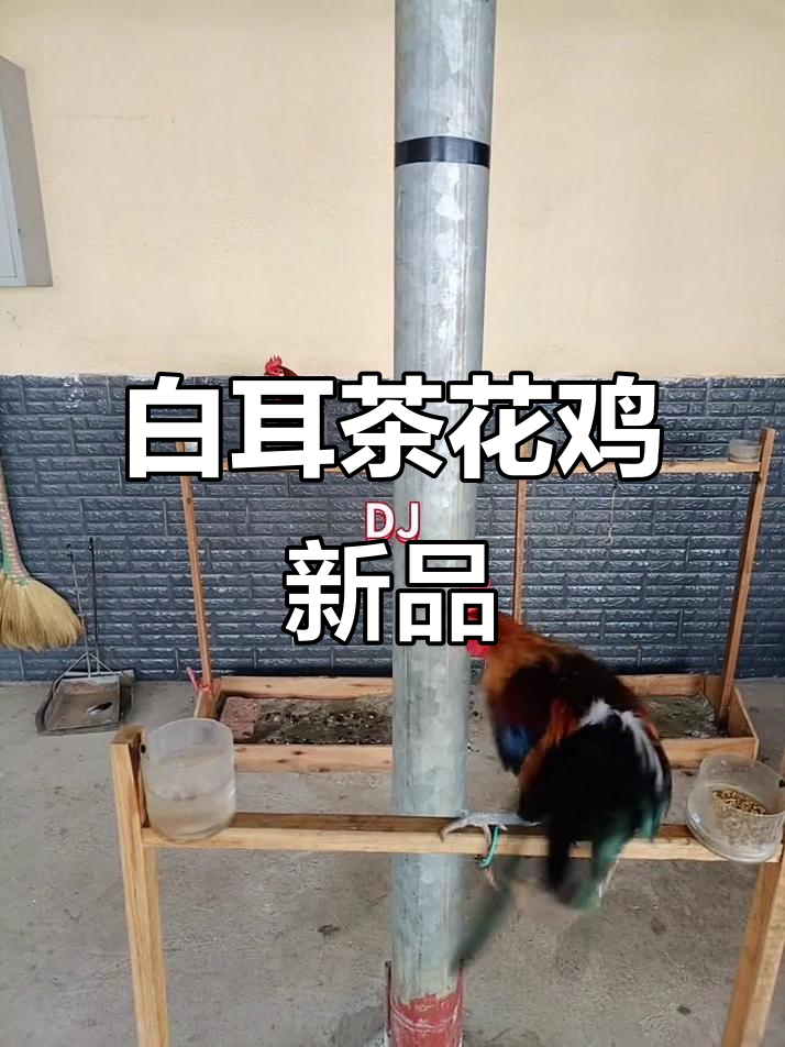 茶花鸡二代原鸡,白耳后代全新上架
