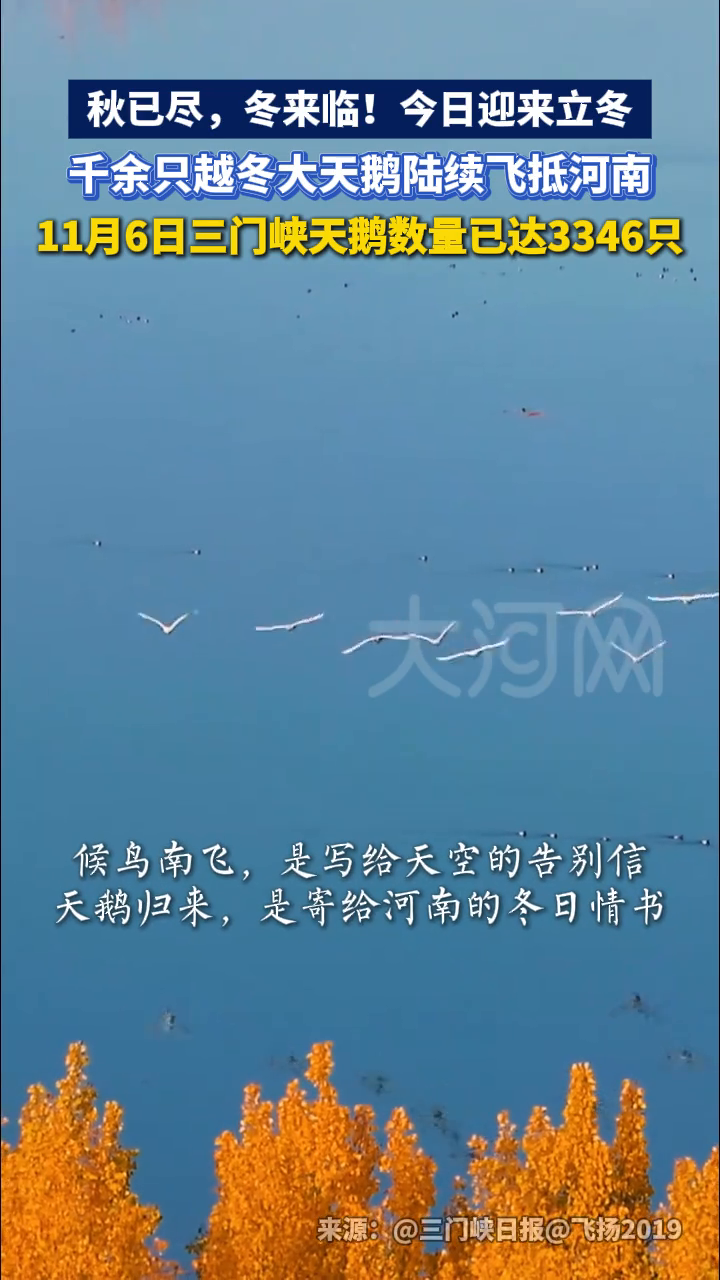秋已尽，冬来临！今日迎来立冬，千余只越冬大天鹅陆续飞抵河南