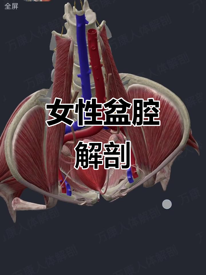 女性盆腔解剖图,详细展示器官结构
