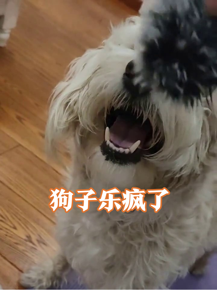 狗子看到玩具秒变表情包,兴奋到口水直流急到跳脚!