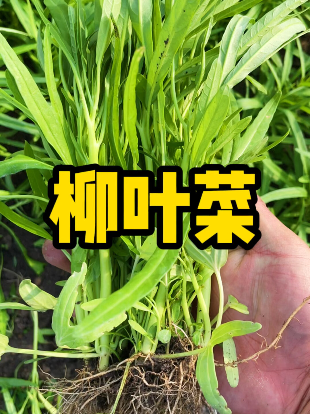柳叶菜