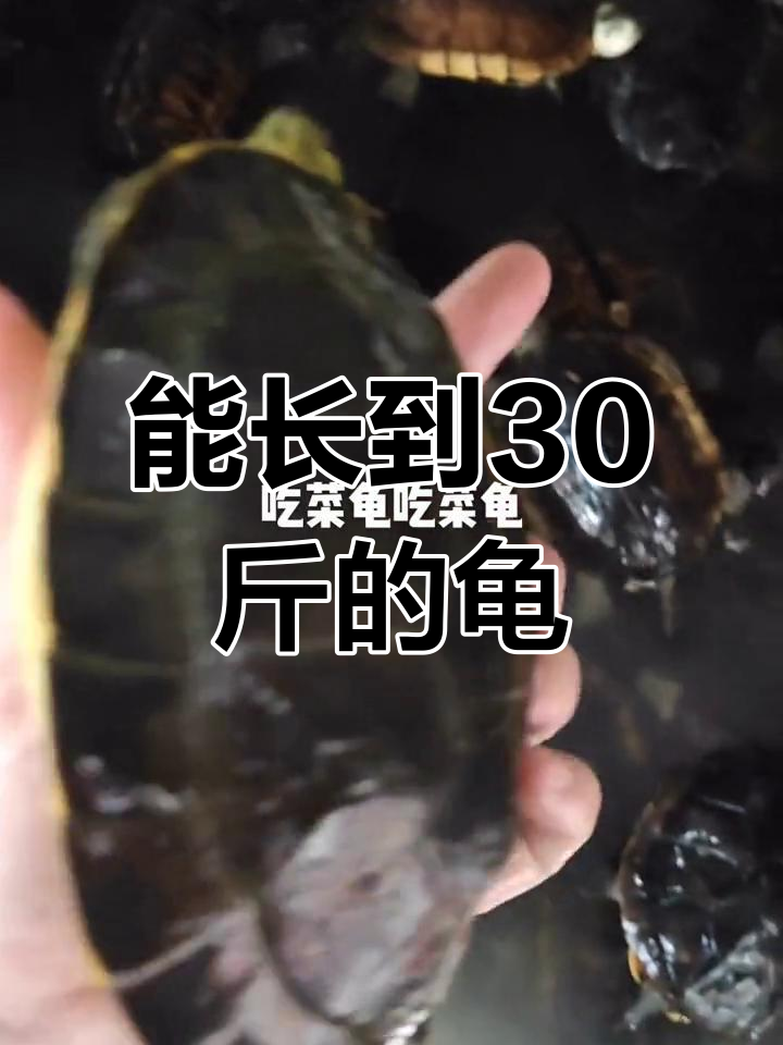 人工饲养的巨型吃菜龟,体重可达30斤