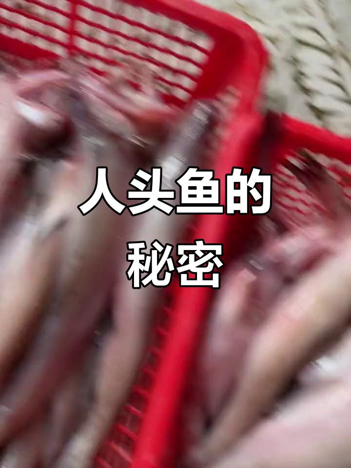 3斤10缘,人头鱼块大揭秘!