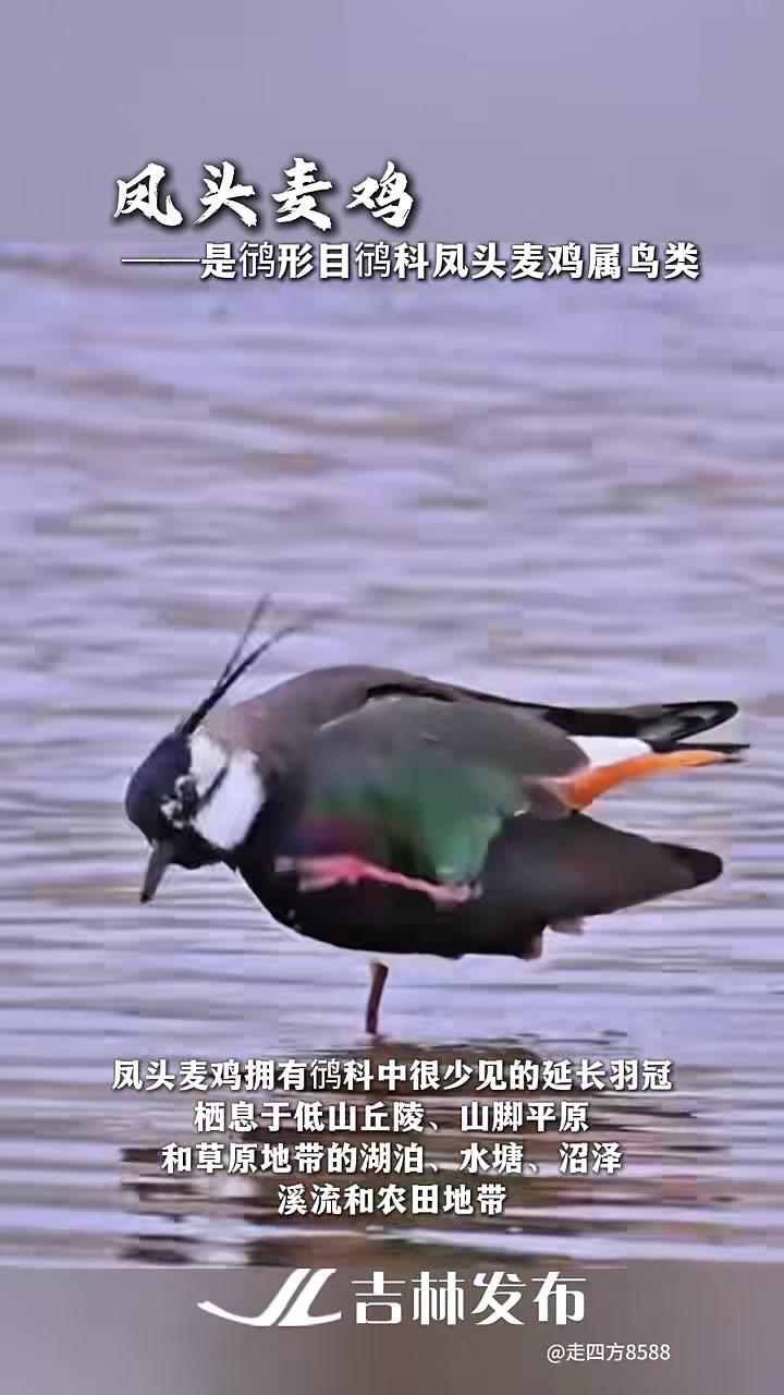 每日一鸟吉林凤头麦鸡,凤头麦鸡栖暖岸,生活顺遂常相伴