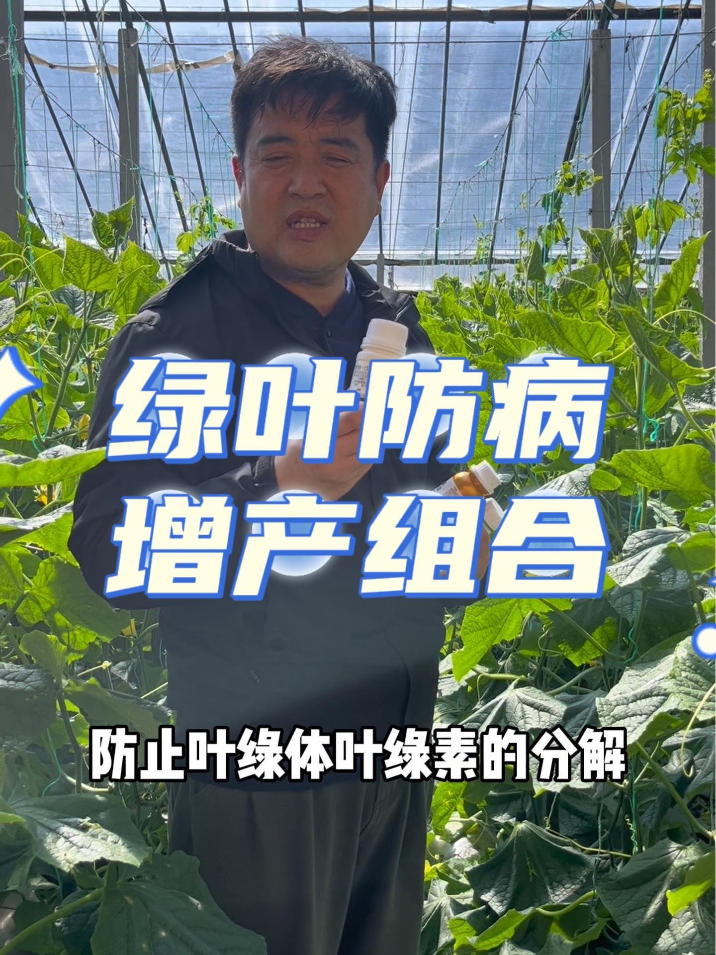 绿叶防病绿叶组合,就是这个配方!蔬菜种植 病虫害防治 番茄种植 黄瓜种植技术 农业技术推广