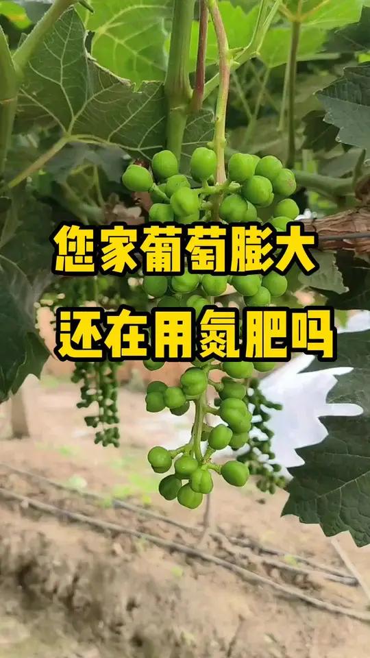 葡萄膨大还在高氮肥吗