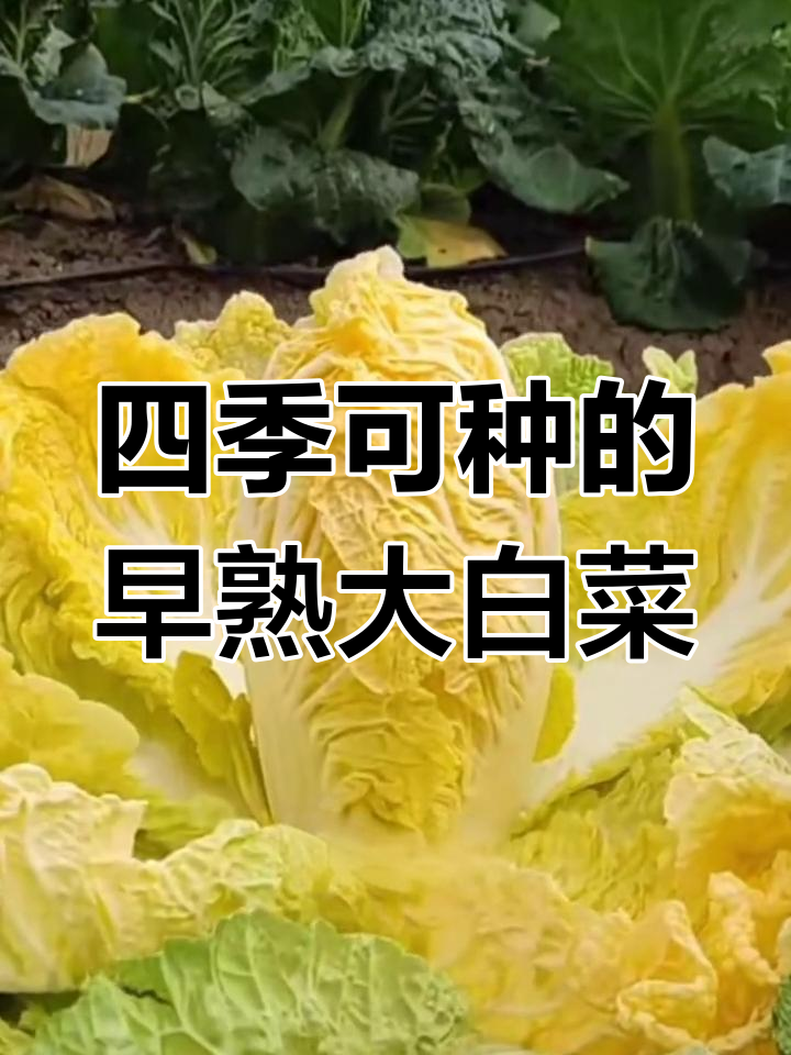春秋两季都能种,早熟大白菜推荐!