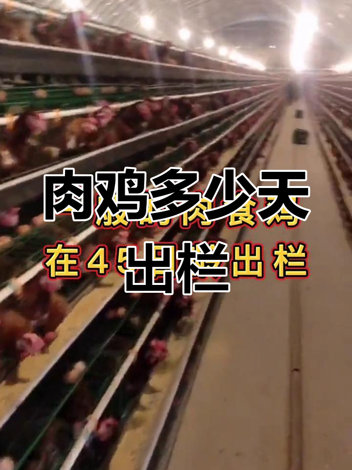 肉鸡出栏时间与体重分析