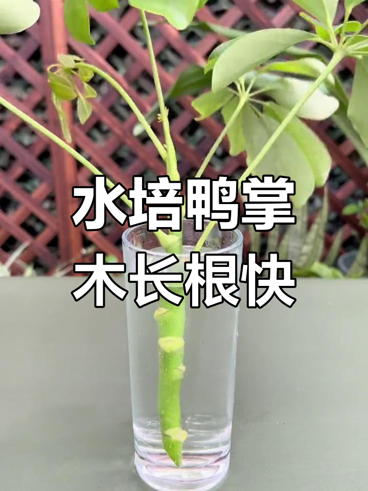 鸭掌木水培快速生根技巧