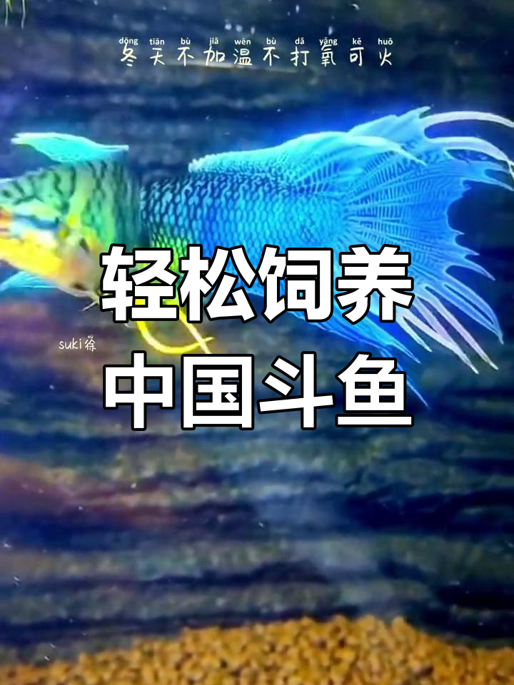 中国斗鱼巨普蓝:耐养易养的观赏鱼类