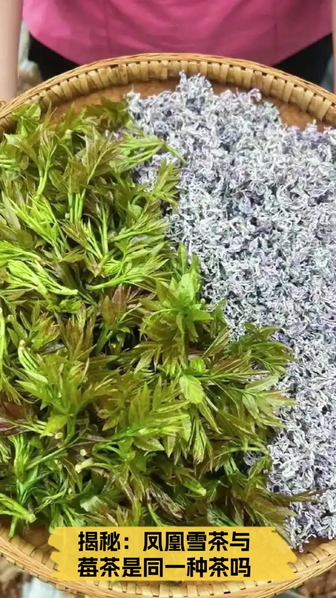 揭秘:凤凰雪茶与莓茶是同一种茶吗