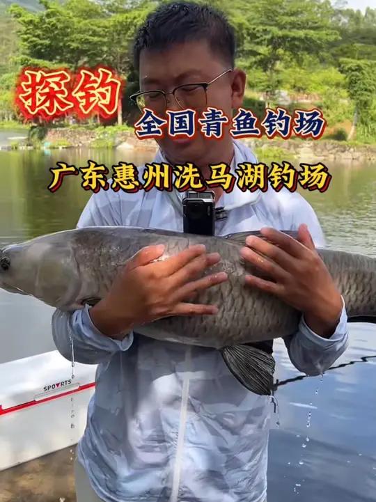 黑坑钓青鱼又是吃肉的一天,无铅狂拔大青鱼!