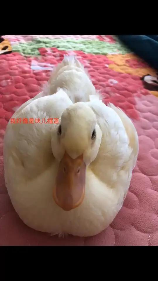 小汤圆的表情包 宠物鸭小汤圆 人工孵化 热门