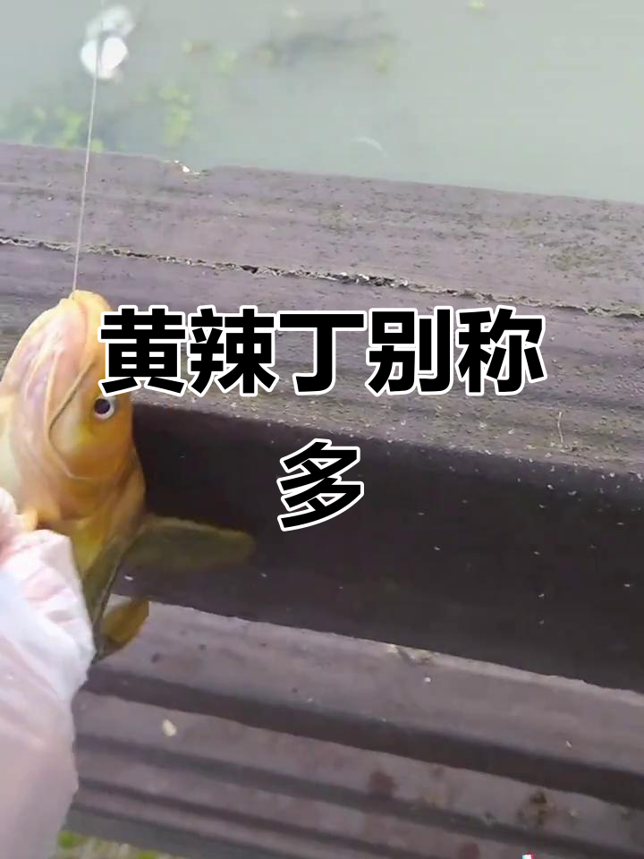 黄辣丁的别名繁多,各地叫法各异