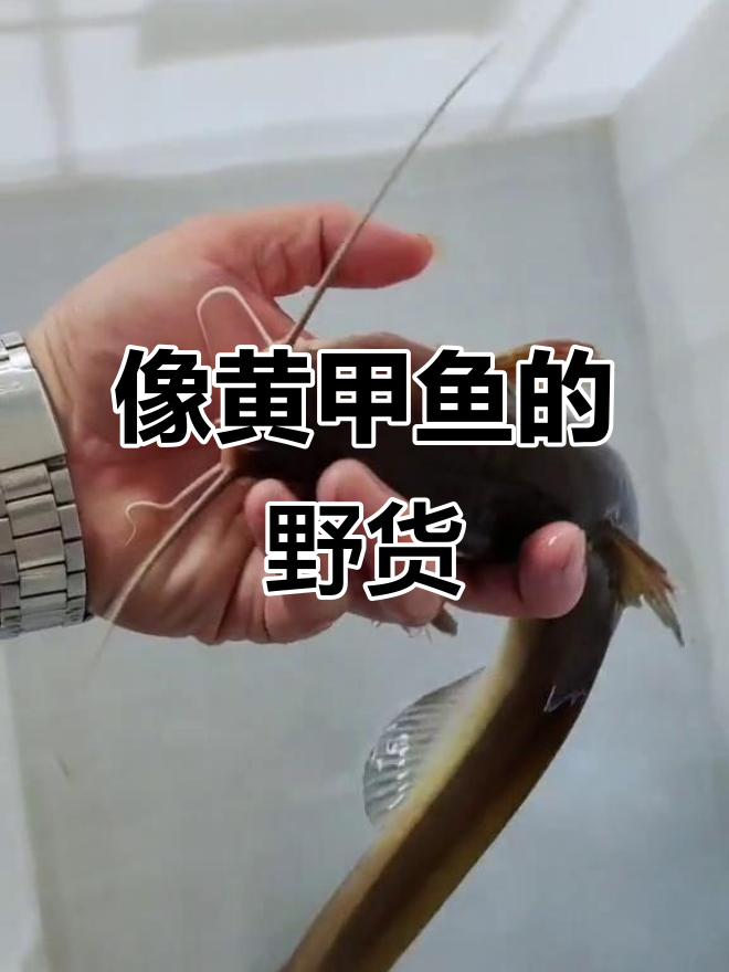 像黄甲鱼又似鲶鱼的神秘野生鱼类,你见过吗?