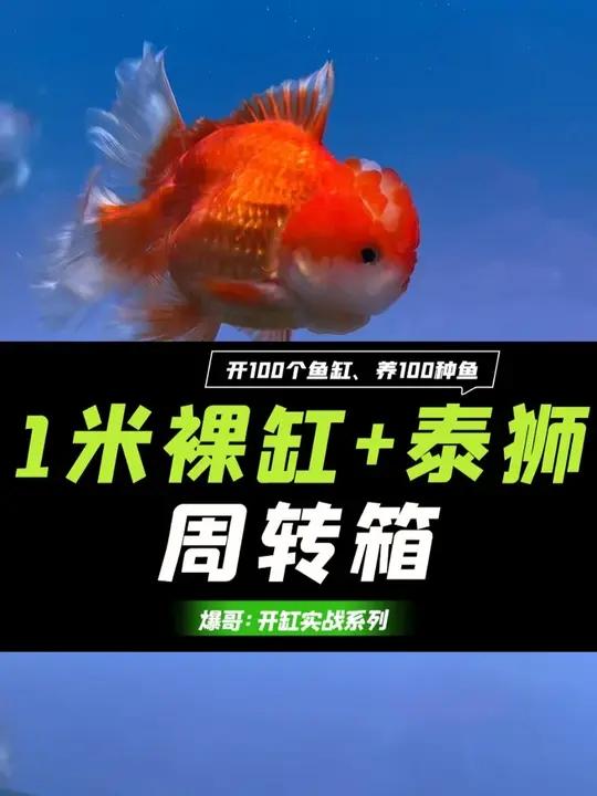 1米裸缸配周转箱,低成本养泰狮?攻略来啦!适合所有中大型鱼