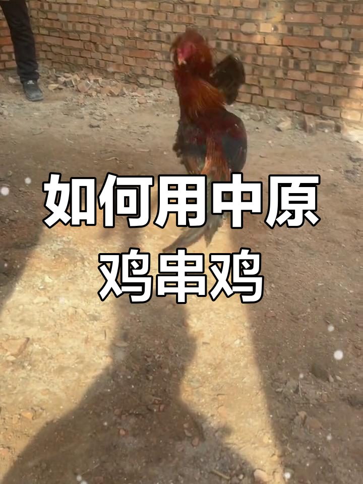 中原鸡串鸡技巧解析