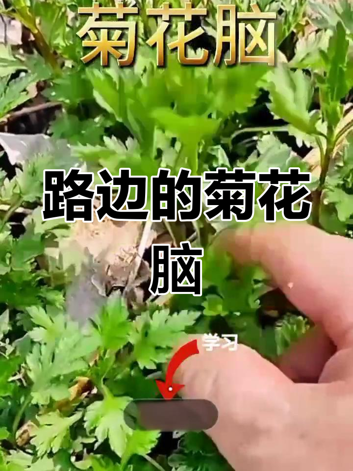 菊花脑:野草也能做菜