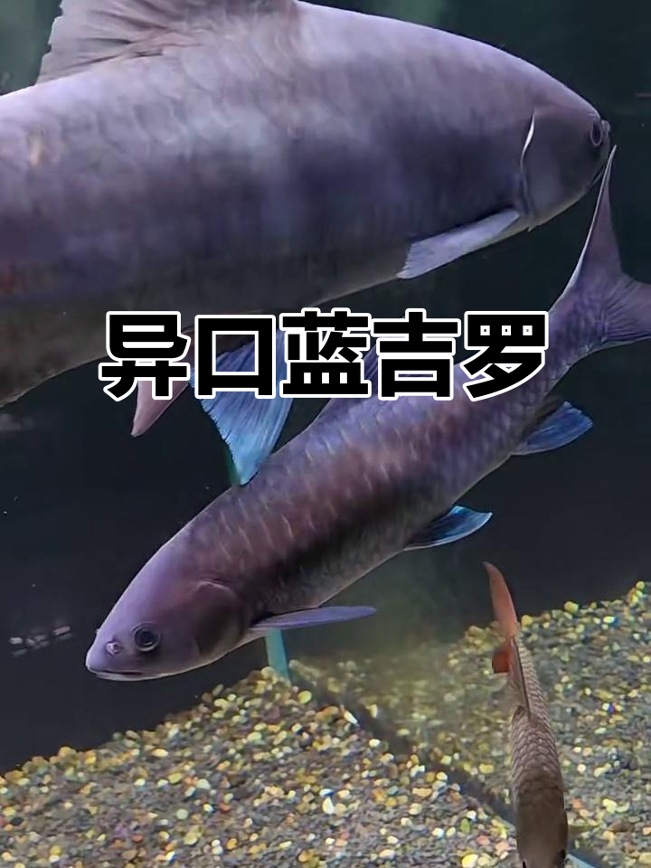 异口蓝吉罗的独特魅力,让人无法抗拒