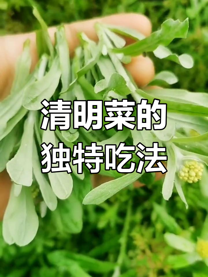 清明菜的美味做法,煎鸡蛋超下饭