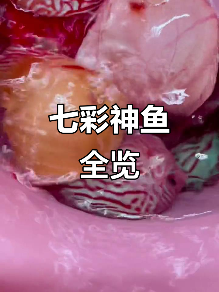 8月26日七彩神仙鱼大揭秘,二十条品种任你选