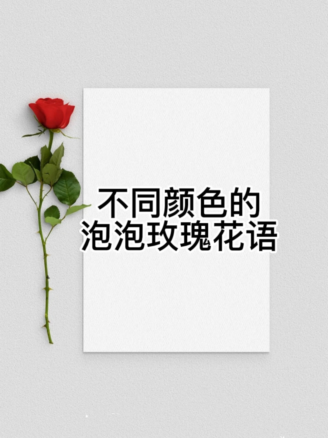 不同颜色的泡泡玫瑰花语