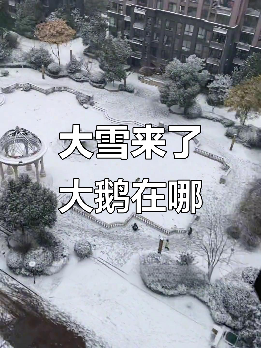 下雪了,大鹅去哪了?虚伪的人啊