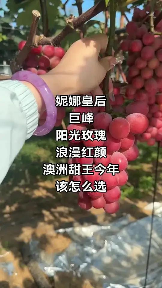 葡萄树苗今年哪个品种好