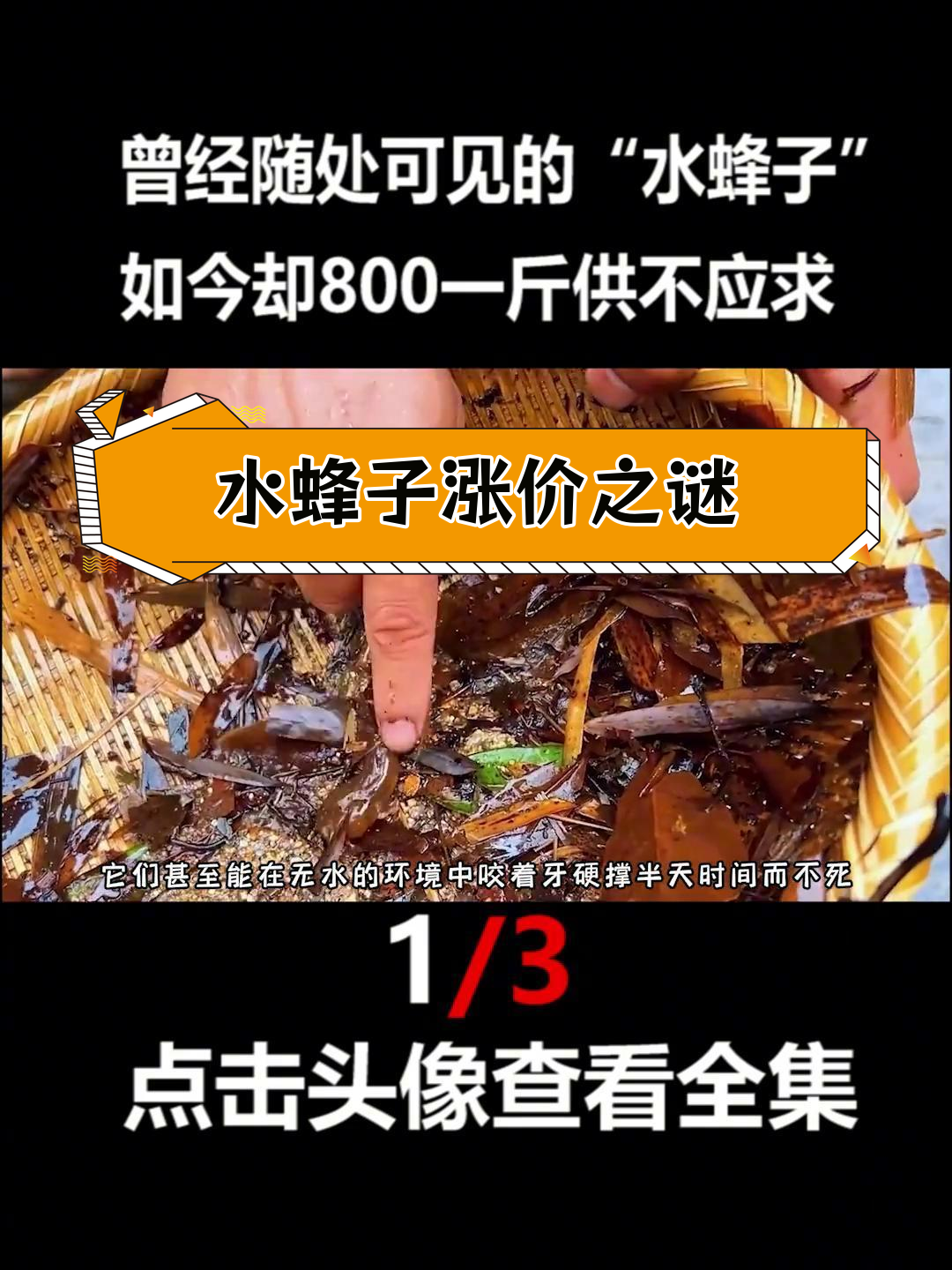 曾经随处可见的水蜂子,如今为何价格暴涨?