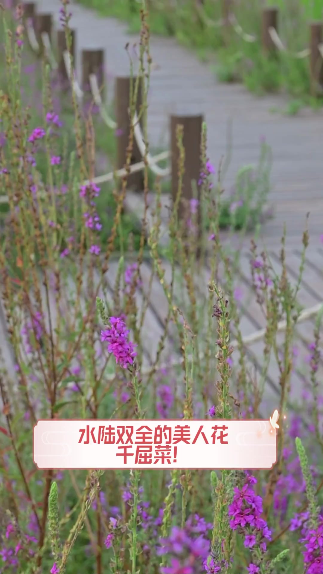 水陆双全的美人花,千屈菜!