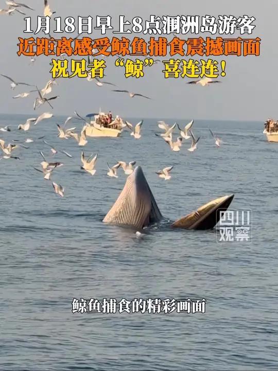 1月18日早上8点，广西北海。涠洲岛游客近距离看鲸鱼捕食震撼画面，当时有四五头鲸鱼在捕食，