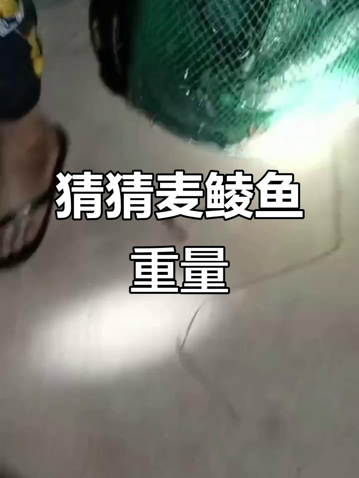 这条麦鲮鱼到底有多重？钓鱼挑战来袭