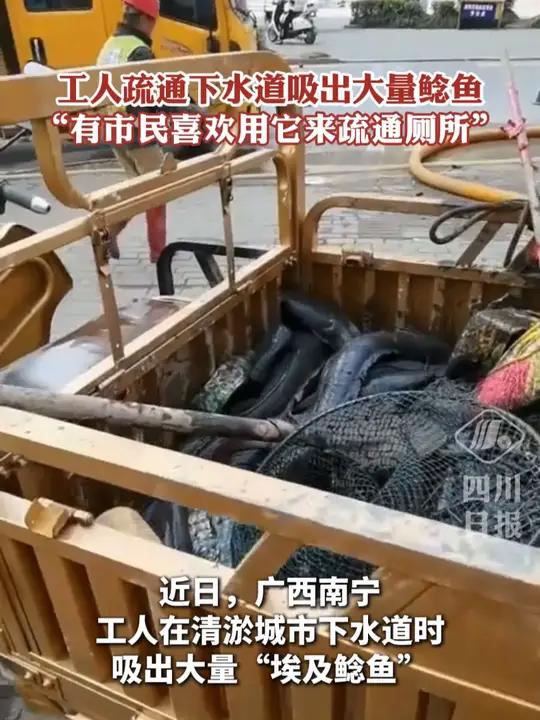 工人疏通下水道吸出大量鲶鱼,“有市民喜欢用它来疏通厕所”