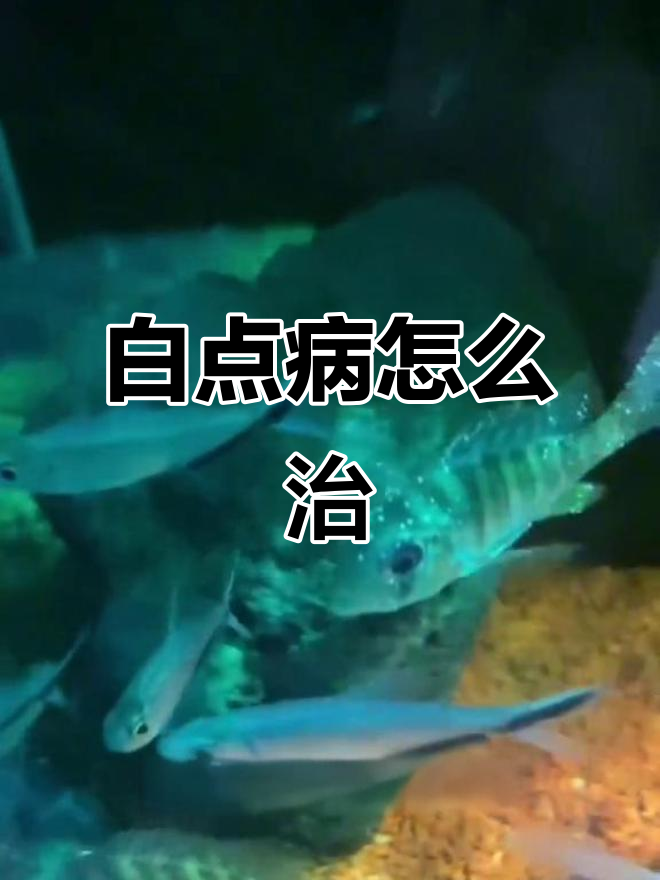 鱼身上长白毛?水霉病治疗全攻略!