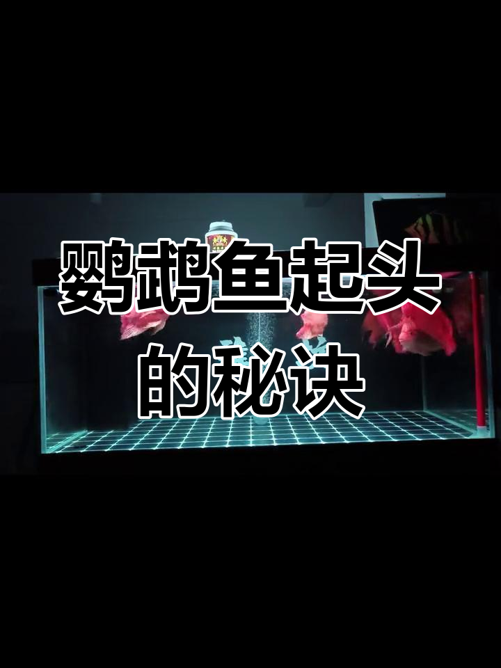 如何让鹦鹉鱼爆头?基因、饲料与水质管理全攻略