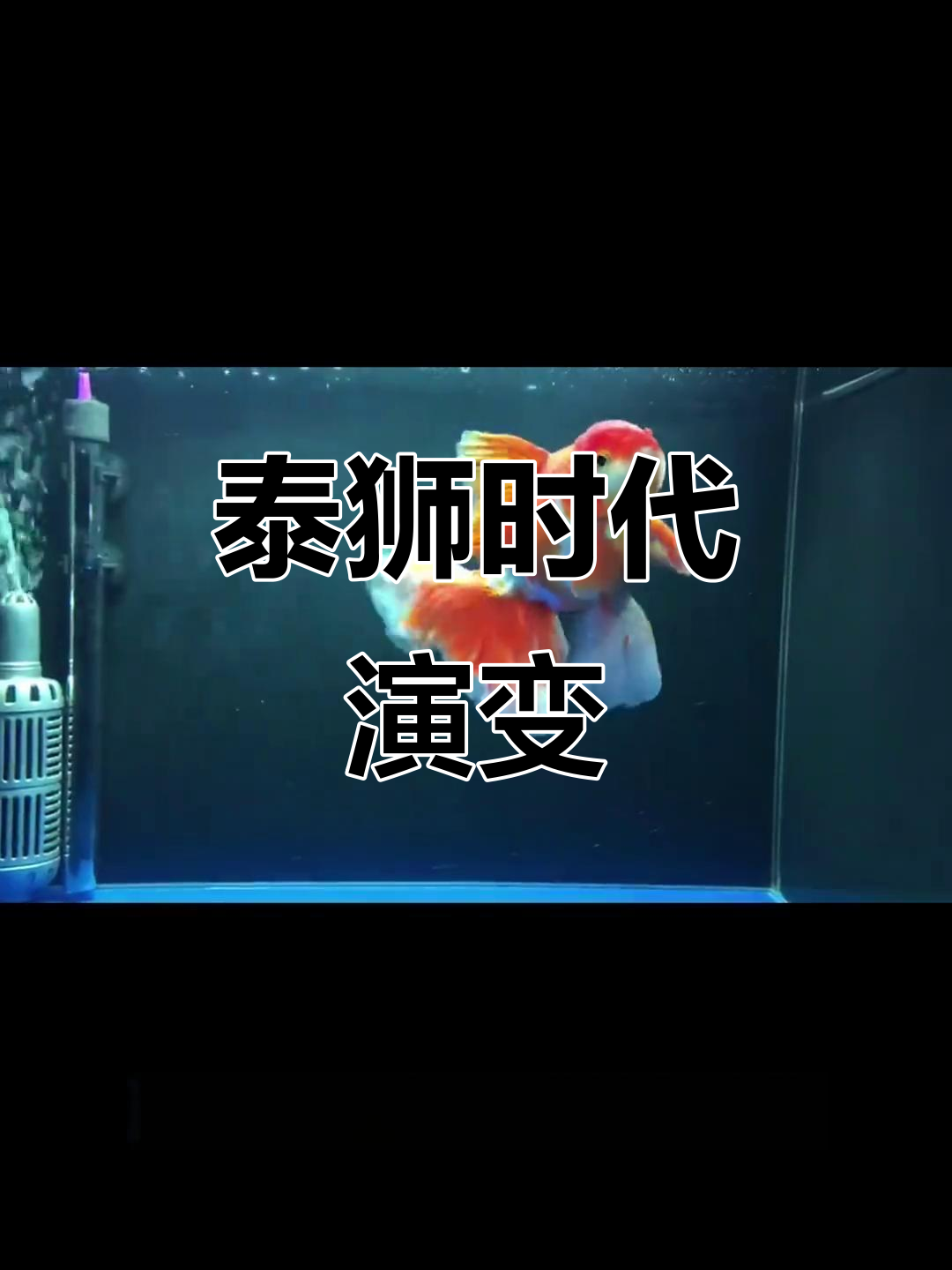 泰狮金鱼八年变迁:从宽尾到短尾的转变