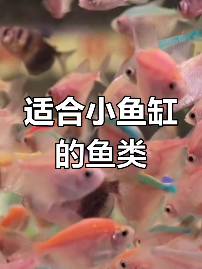 小鱼缸适合养哪些观赏鱼?