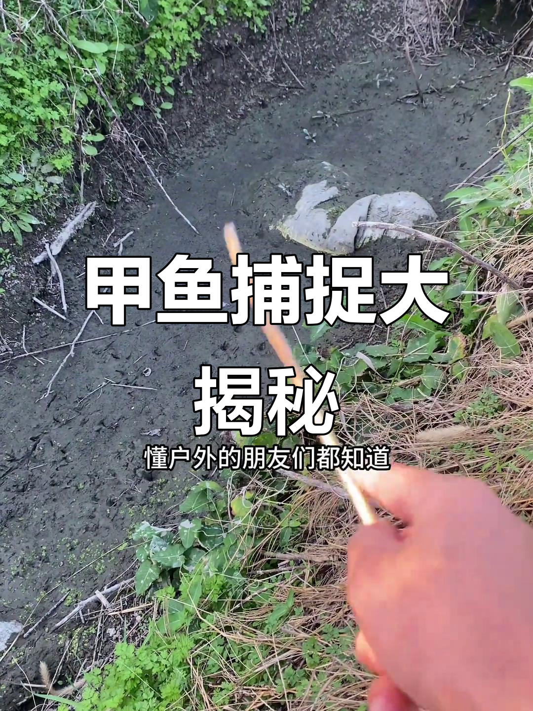 甲鱼脚印清晰可见,抓捕现场惊险刺激