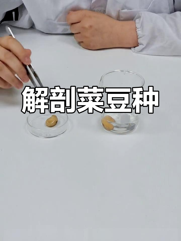 菜豆种子结构观察实验