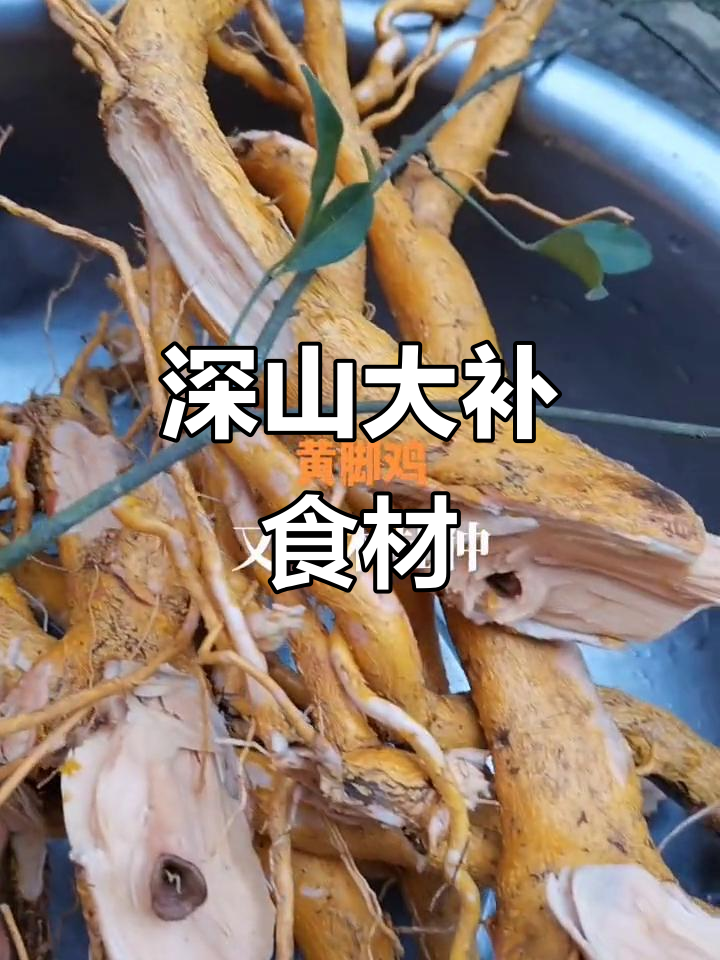 大山里的原生态滋补药材,珍贵又养生