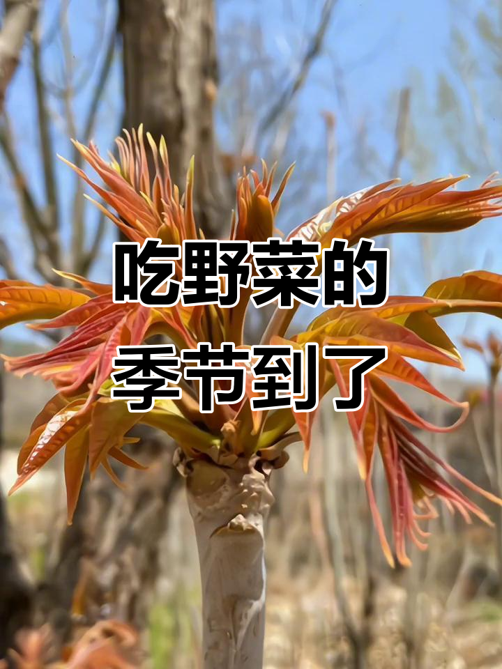 山东野菜大赏:荠荠菜、蒲公英,尝鲜大自然的美味