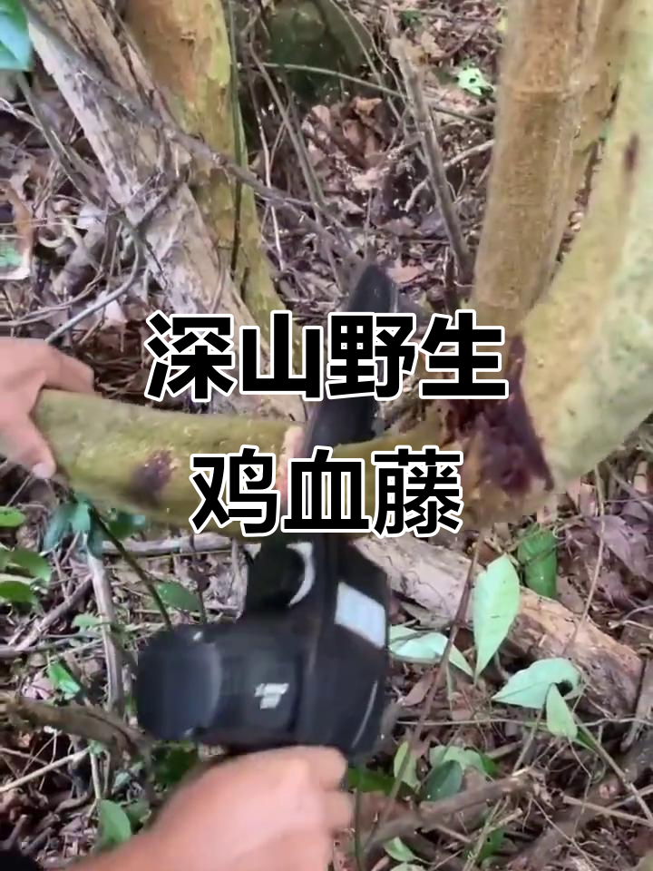 广西深山野生鸡血藤,女性必备的宝贝