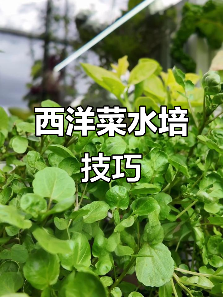 水培西洋菜爆盆秘诀:氧气充足是关键