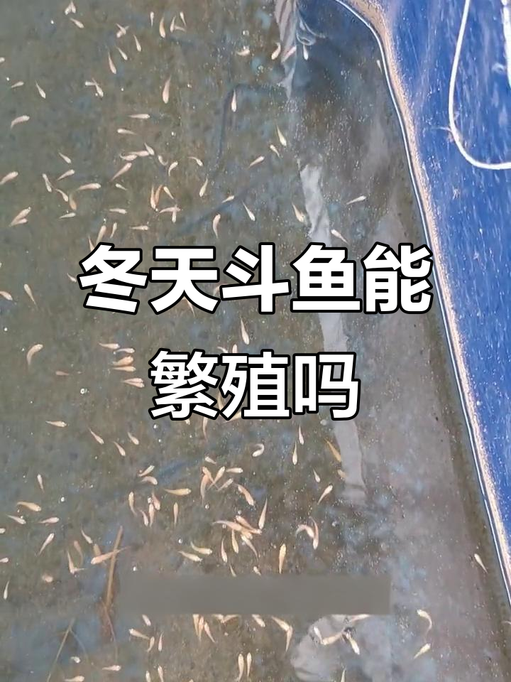 斗鱼冬季繁殖温度揭秘,如何确保它们顺利繁衍