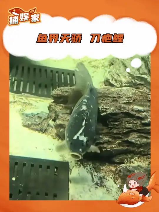 刀哥:我在等停电,你们在等什么呢