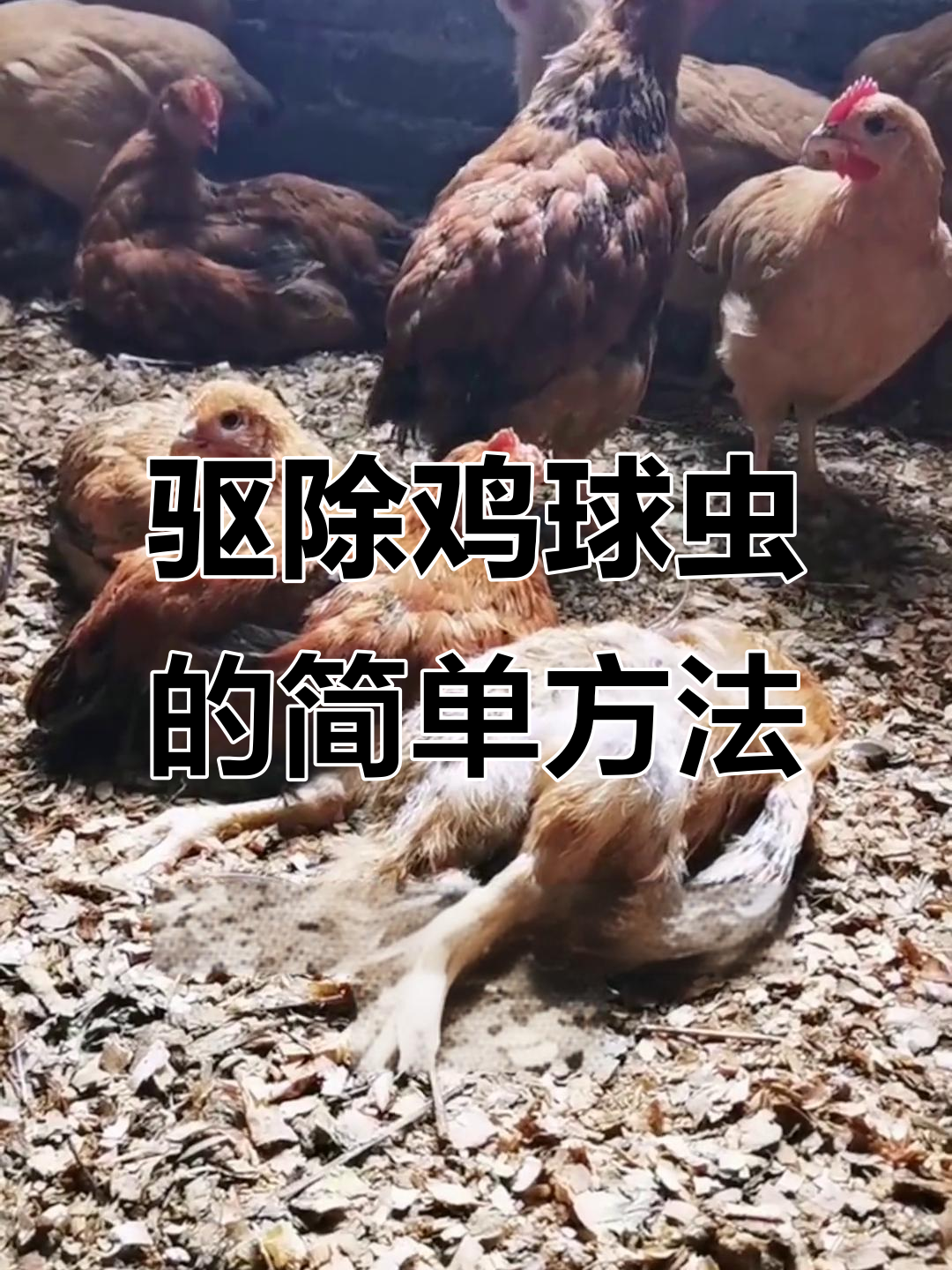 鸡球虫病防治小妙招，轻松解决高温高湿环境下的困扰
