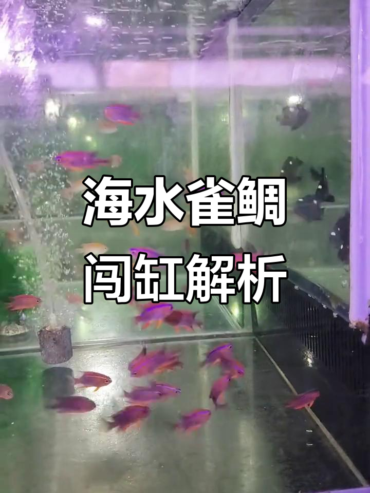海水鱼雀鲷科闯缸大揭秘:黄肚蓝魔与白黄魔的魅力对比
