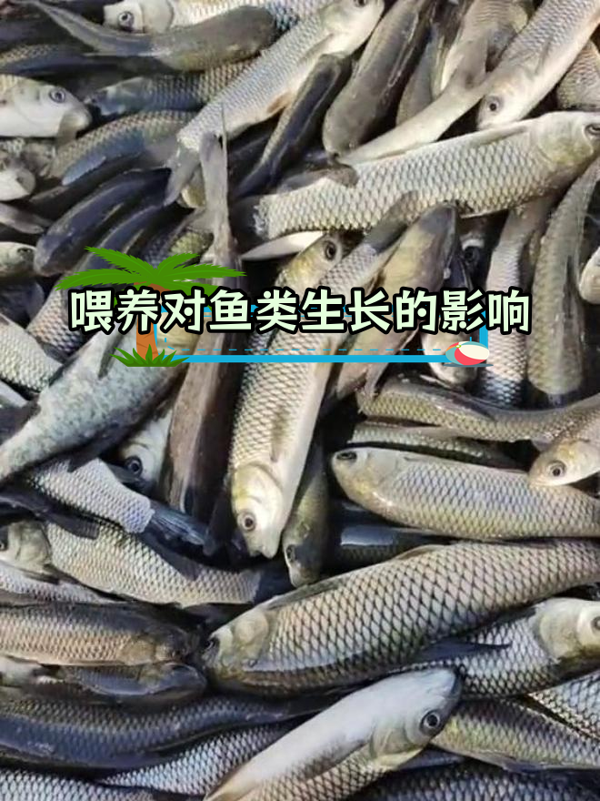 草鱼与花鲢的生长差异,喂食与否效果大不同
