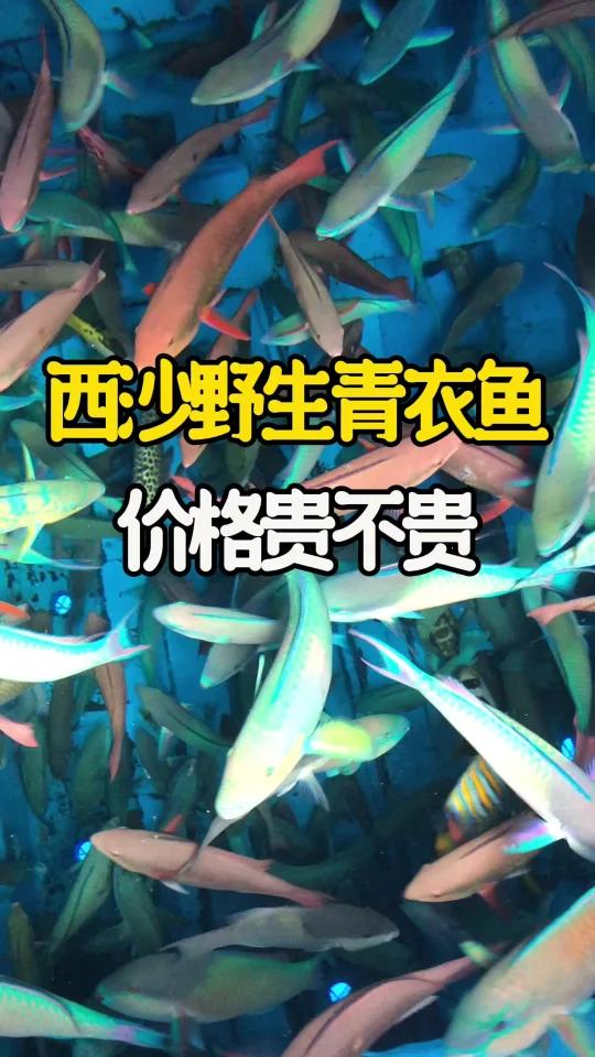 揭秘西沙野生鱼价格